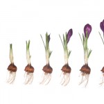 Great things grow from good things.